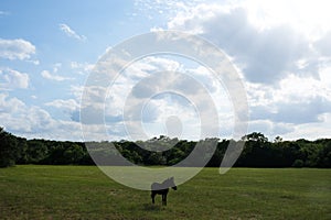 Mini mule in rural Texas pasture during summer