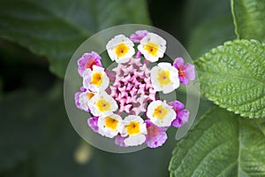 Mini multicolored flower and little buds.