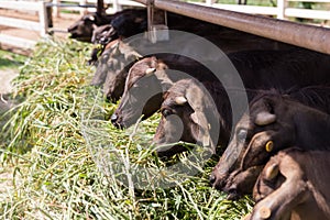 Mini murrah eating grass