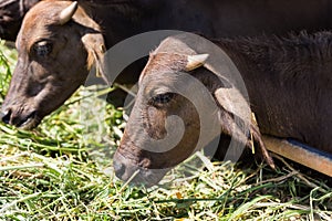 Mini murrah eating grass