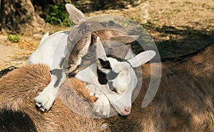 Mini nigeria dwarf goats sleeping up their mom