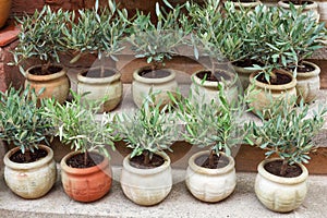 Mini olive trees in the small ceramic pots