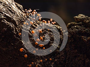 Mini orange mushroom and spore on the moist wood