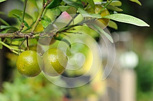 Mini oranges in garden, Kumquats.