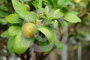 Mini oranges in garden, Kumquats.