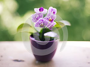 Mini orchid