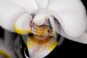 Mini orchid Ceramic Flower