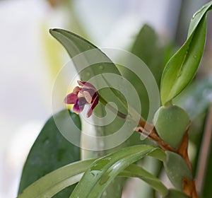 Mini orchid pink, purple yellow. Dwarf small size. Orchid flower bud. Rare variety spotted multi-colored.