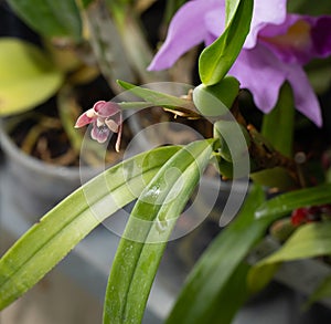 Mini orchid pink, purple yellow. Dwarf small size. Orchid flower bud. Rare variety spotted multi-colored.