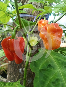 mini peppers growing in the yard