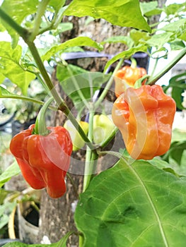 mini peppers growing in the yard