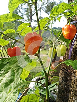 mini peppers growing in the yard