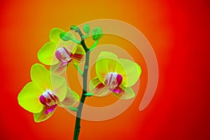 Mini phalaenopsis bright yellow orchids against gradient background