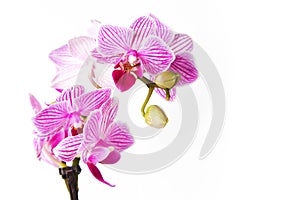 Mini phalaenopsis moth orchid with pink blossoms, close up,