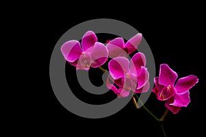 Mini phalaenopsis orchids