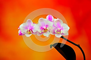 Mini phalaenopsis orchids against vibrant gradient background