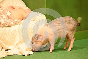 mini pig feel happy lying on the human legs