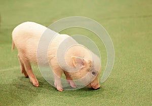 mini pig feel happy lying on the human legs