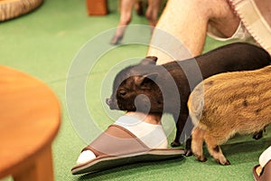 mini pig feel happy lying on the human legs