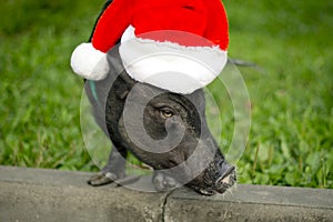 Mini pig in the hat of Santa Claus . 2019 is the year of the earth pig.