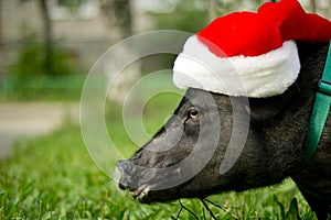 Mini pig in the hat of Santa Claus . 2019 is the year of the earth pig.