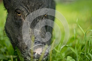 Mini pig walks on the grass. 2019-the year of the earth pig.