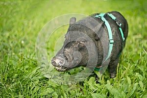 Mini pig walks on the grass. 2019-the year of the earth pig.
