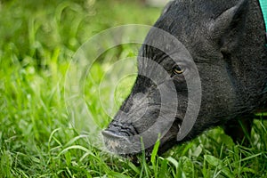 Mini pig walks on the grass. 2019-the year of the earth pig.