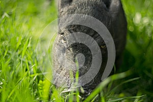 Mini pig walks on the grass. 2019-the year of the earth pig.