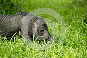 Mini pig walks on the grass. 2019-the year of the earth pig.