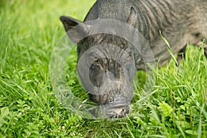 Mini pig walks on the grass. 2019-the year of the earth pig.