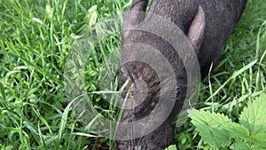 Mini pig walks on the grass. 2019-the year of the earth pig