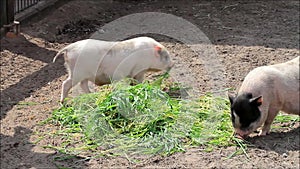 Mini pigs grazing, teacup pig