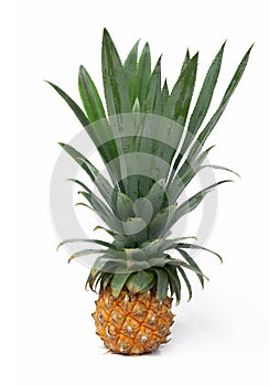 Mini pineapple fruit isolated background