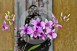 A mini pink orchid in full bloom photo