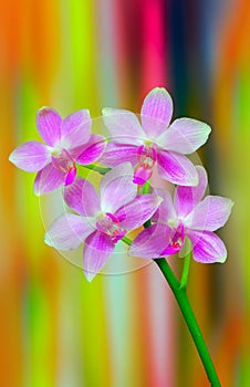 Mini pink phalaenopsis orchids on abstract backdrop