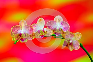 Mini pink phalaenopsis orchids against colorful blurry background