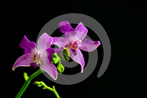 Mini pink phalaenopsis orchids against dark background