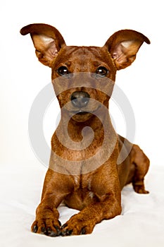 Mini Pinscher