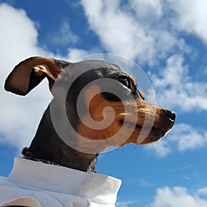 Mini pinscher dog portrait, happy dog photo