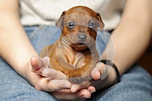 Mini pinscher. Portrait of a cute puppy in the hands of a girl.