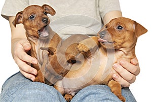 Mini pinscher puppies from one brood in the hands of a girl.