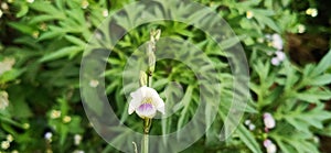 Mini pitcher flowers are unique and attractive and flower non-seasonally