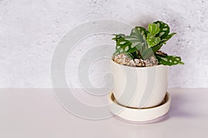 Mini plant succulent on wooden white desk, little plant and leaf in potted on table with cement texture background.