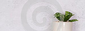 Mini plant succulent on wooden white desk, little plant and leaf in potted on table with cement texture background.