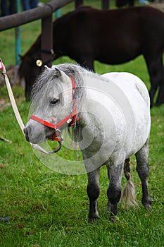 Mini pony photo