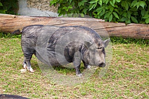 Mini Potbellied pig