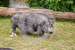 Mini Potbellied pig photo