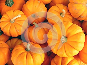 Mini Pumpkin Assortment