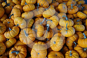 Mini pumpkin close up